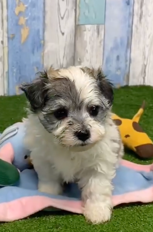 gray and white havachon puppy surrounded by dog toys